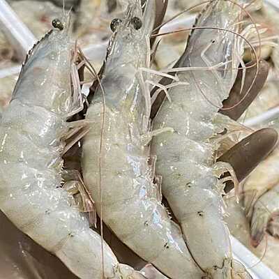 Shrimp
