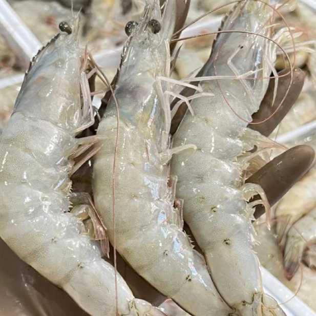 Shrimp